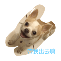 chiwawa 's daily