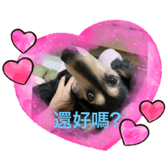 超萌臘腸狗可可