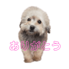 shiho_20220311163959