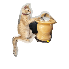 MoMo cat's