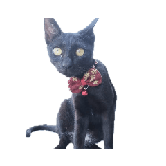 world-weary-cat