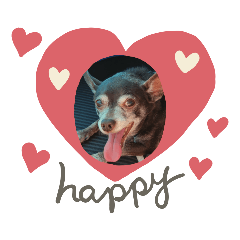 My Chihuahua Mix Dog