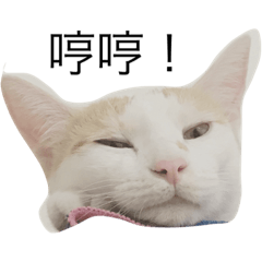 cattp