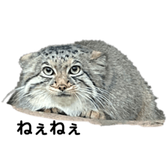 TOMOMI_20220312181130