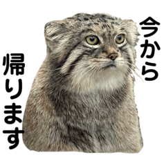 TOMOMI_20220312194823