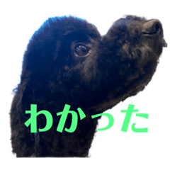 yukari_20220312221233