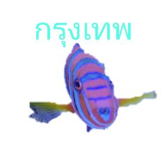 タイ国鉄南本線熱帯魚写真海月水族館①