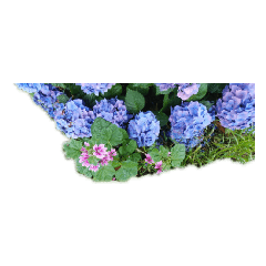 Flower photo Hydrangea Pansy Spring