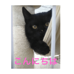 クロちゃん(Black cat)