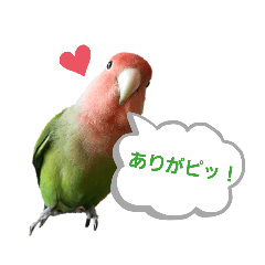 Ruby_20220312231839