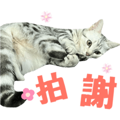 元元好運喵星人情緒很滿篇