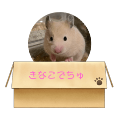 kinaco_20220312225305