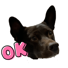 臉黑黑的米克斯❤️我叫牛奶