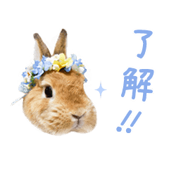 Sticker For Rabbit Enthusiast Line Stickers Line Store