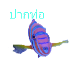 Thailand South LineTropical Fish Photo