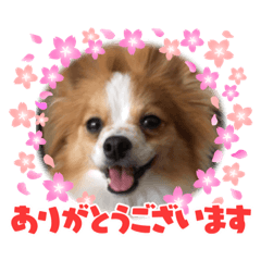 Himeringo_20220313141419