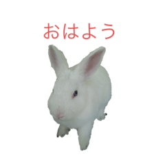 Rabbit_20220313000744