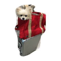 Kao doggy