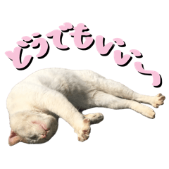 Japanese Capricious Cat