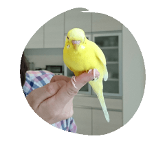 lemonchan