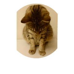 cat name is omochi