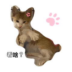 布丁的喜怒哀樂