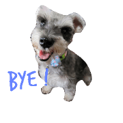cute  schnauzer