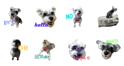 cute  schnauzer