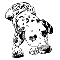 ダルメシアンのマリ Line スタンプ Line Store