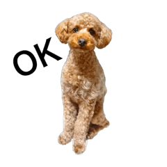 happy toypoodle red