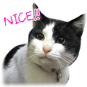 Life of "Mi" Life of "Mi"