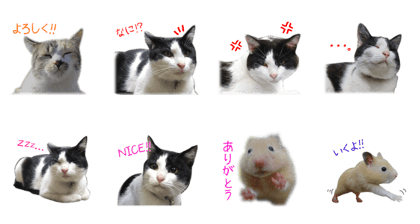 Life of "Mi" Life of "Mi"