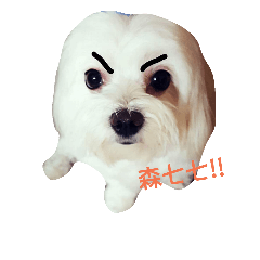 馬爾濟斯犬-可樂