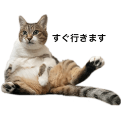 キジ白ネコのスタンプ Lineクリエイターズスタンプ Stamplist キジ白ネコのスタンプ Lineクリエイターズスタンプ Stamplist