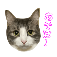 Cat Bchan 1