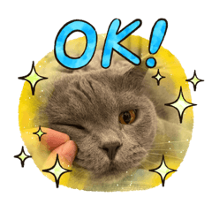 無敵是隻貓老大