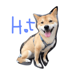cute dog 2