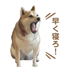 Top of Kawaii Siba Koume