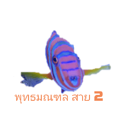 ThailandSouth LineTropical FishPhoto