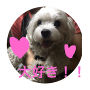 Maltese and Yorkshire Terrier