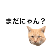 Facial stamp of a cat
