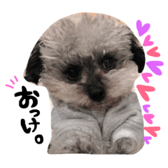 toy poodle  Kuma's stamp