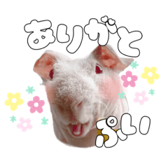 skinny guinea pig sticker:)