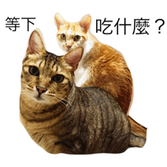 many cats speak Chinese