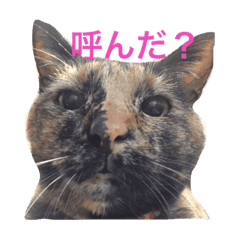 ツンデレさび猫まるちゃん Line スタンプ Line Store