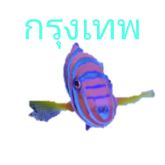 Thailand Bangkok Suburbs Tropical Fish