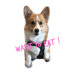 bibidog2
