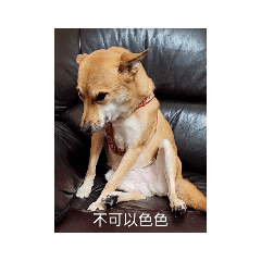 我主人是奇異果