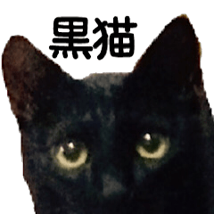 Black cat Photo sticker