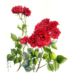 Handwritten rose bouquet2(40types)